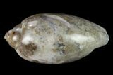 Polished, Chalcedony Replaced Gastropod Fossil - India #133533-1